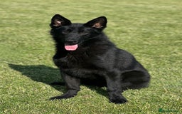 German Shepherd dogs for sale: Jack  - Image 3