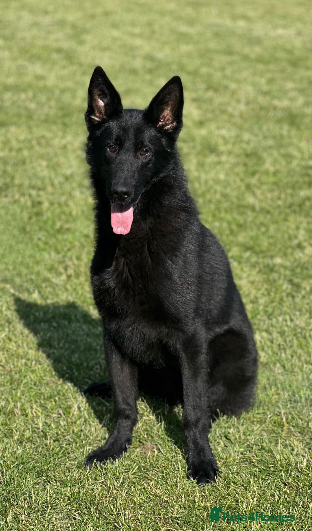 German Shepherd dogs for sale: Jack  - Image 3
