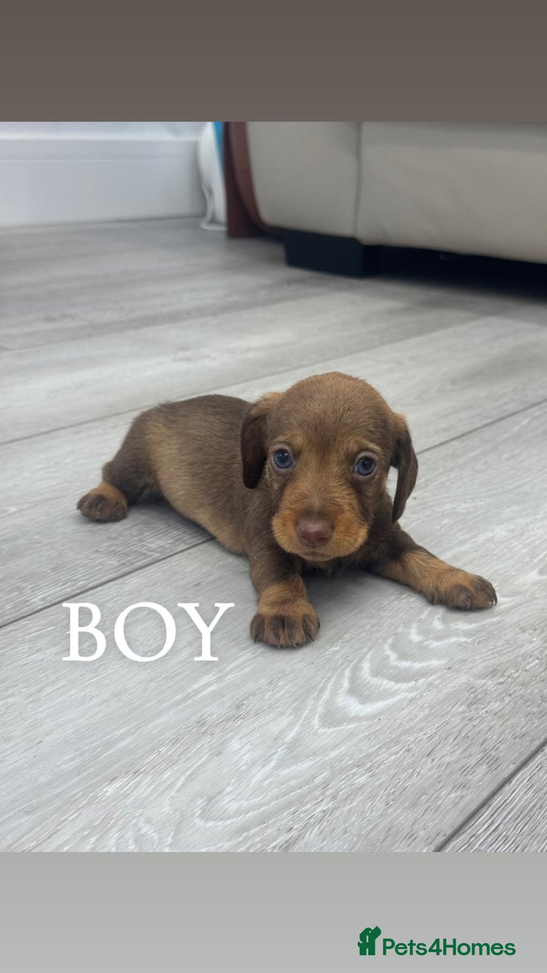 Miniature Dachshund dogs for sale: miniature dachshund - Advert 1
