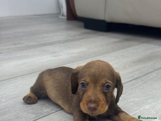 Miniature Dachshund dogs miniature dachshund - Advert 12