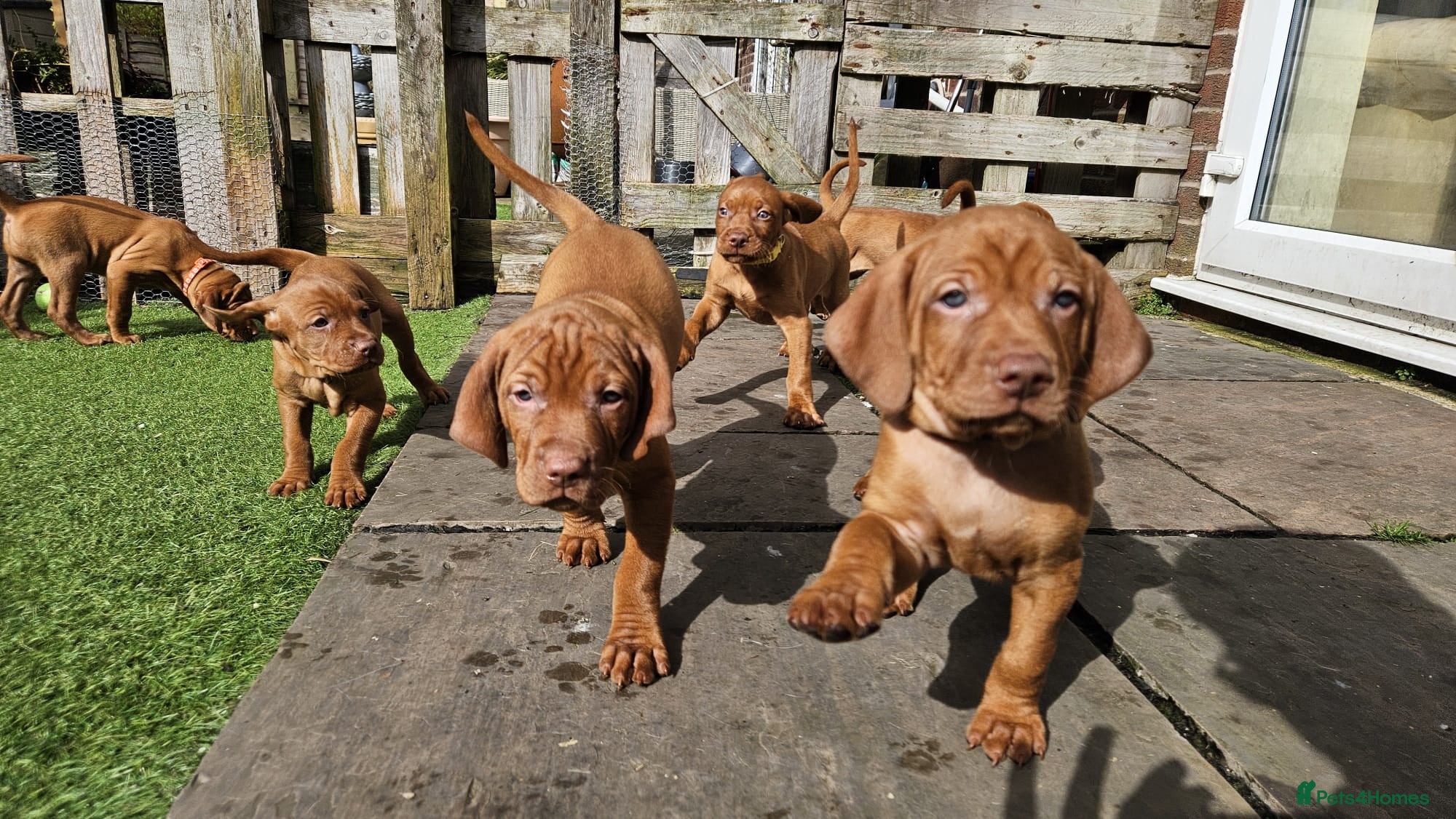 Hungarian Vizsla dogs Hungarian Russet Gold Vizsla Puppies.Non KC. - Advert 3