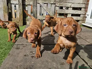 Hungarian Vizsla dogs Hungarian Russet Gold Vizsla Puppies.Non KC. - Advert 3