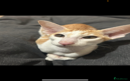 Oriental cats for sale: Oriental shorthair  - Image 4