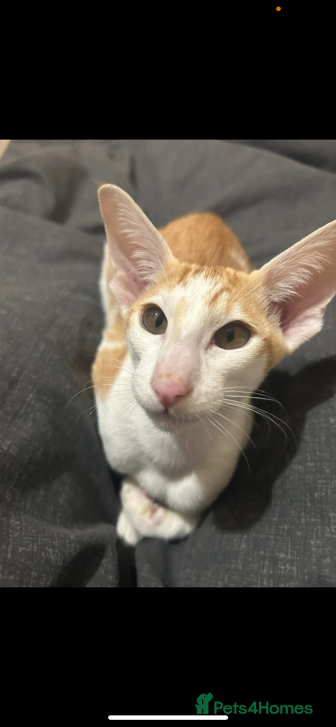 Oriental cats for sale: Oriental shorthair  - Image 4