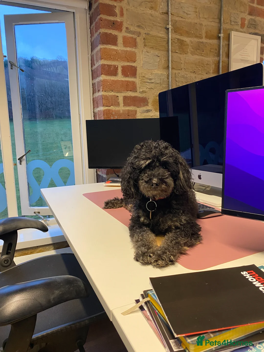 Cockapoo dogs for sale: Stunning Black & Brown Cockapoo Puppies! 🐾 in Leeds - Advert 9