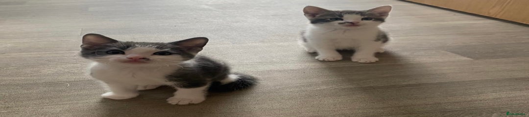 Domestic Shorthair Kitten 3