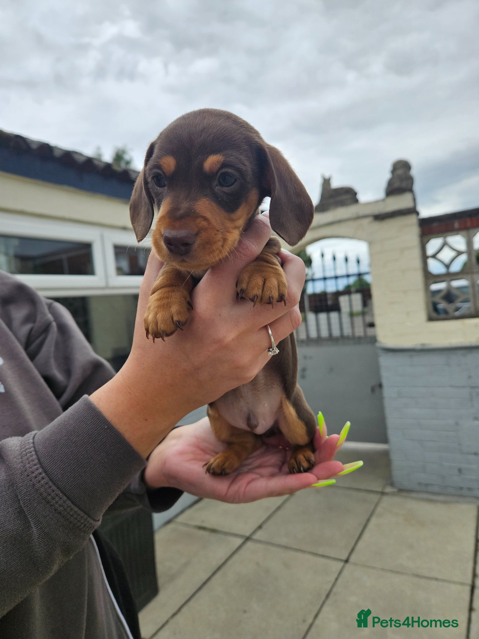 Miniature Dachshund dogs Miniature dachshund puppies  - Advert 17