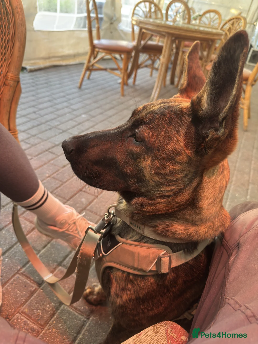 Belgian Shepherd Dog dogs for sale: Belgian Malinois / Dutch Herder Girl rehome - Advert 2