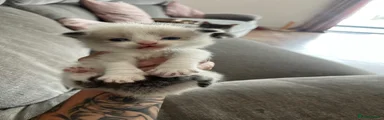 Mixed Breed Kitten 2