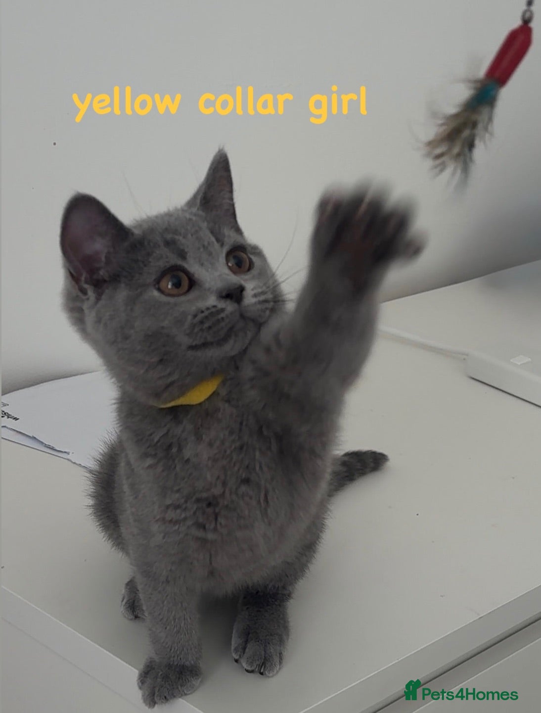 British Shorthair cats REDUCED! Gorgeous British Shorthairs ! - Advert 2