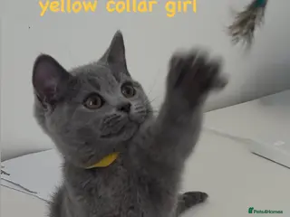 British Shorthair cats REDUCED! Gorgeous British Shorthairs ! - Advert 1