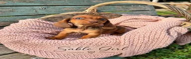 Miniature Dachshund 5