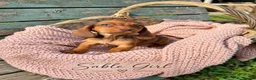Miniature Dachshund dogs for sale: Miniature Dachshund Boys and Girl - Advert 20