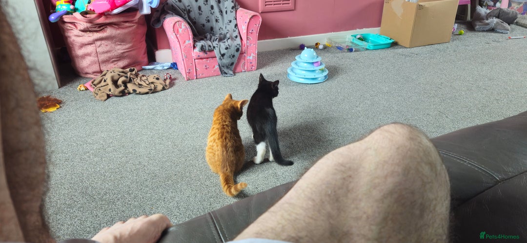 Mixed Breed cats for sale: 2 kittens  - Image 3