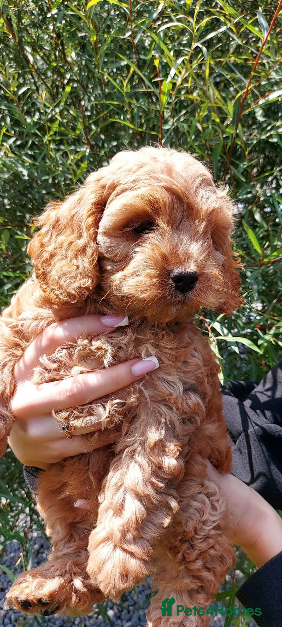 Cockapoo dogs for sale: Stunning cockerpoo puppy  - Image 3