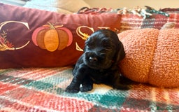 Cocker Spaniel dogs for sale: Beautiful Show Type Cocker Spaniel Puppies - Image 15
