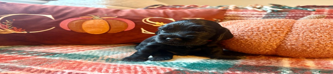 Black Male - Red Collar