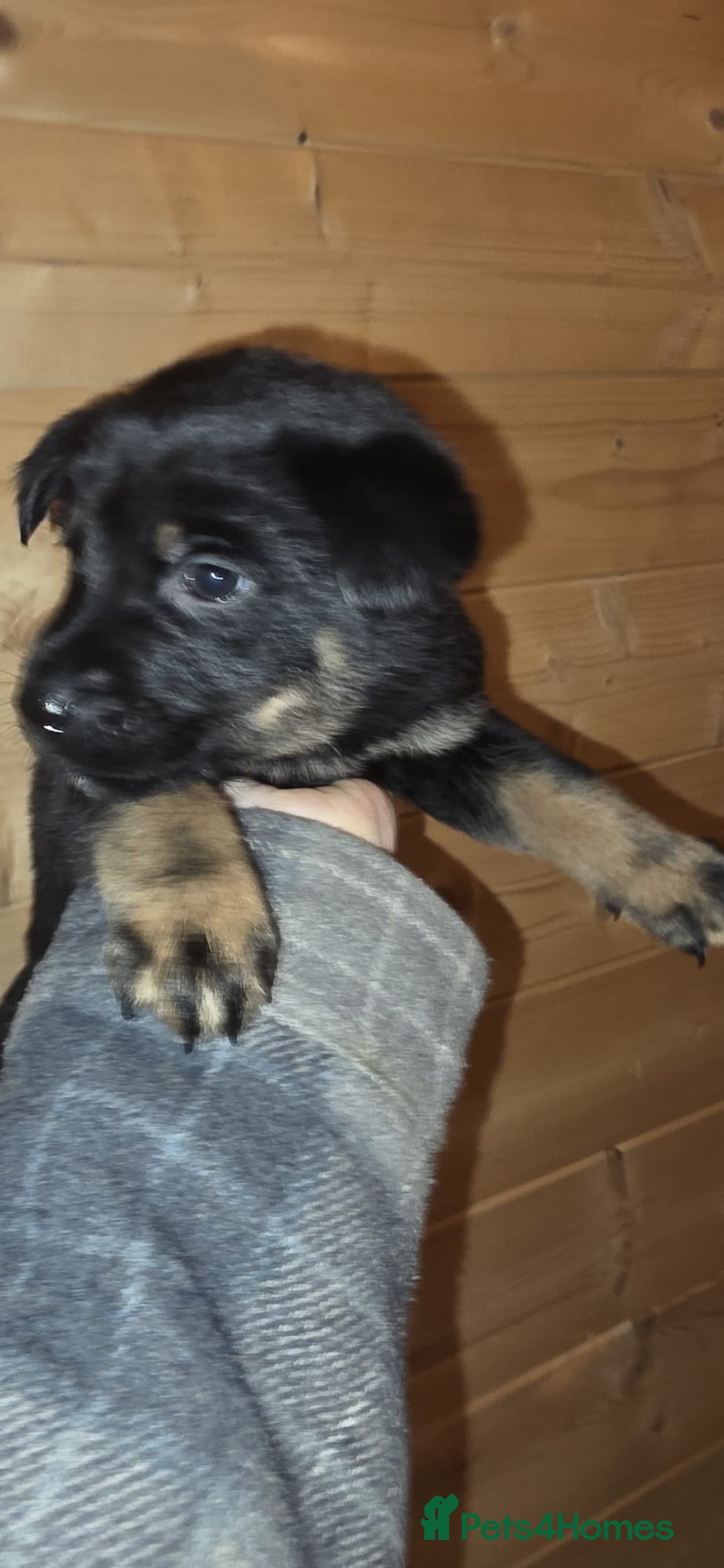 Mixed Breed dogs for sale: Rotti x German shepherd puppies - Advert 5