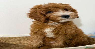 Cockapoo dogs - Advert 16