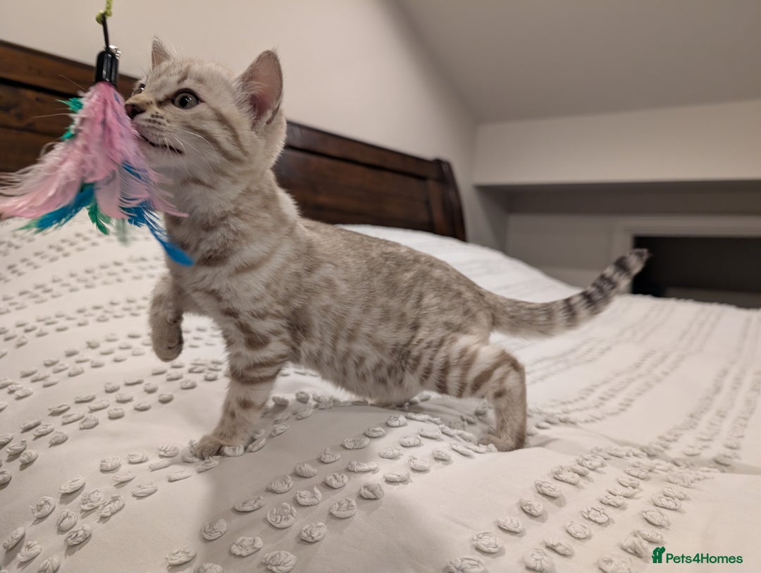 Bengal cats for sale: 🤍🩶 Stunning Snow Bengal Kittens 🩶🤍 - Advert 12