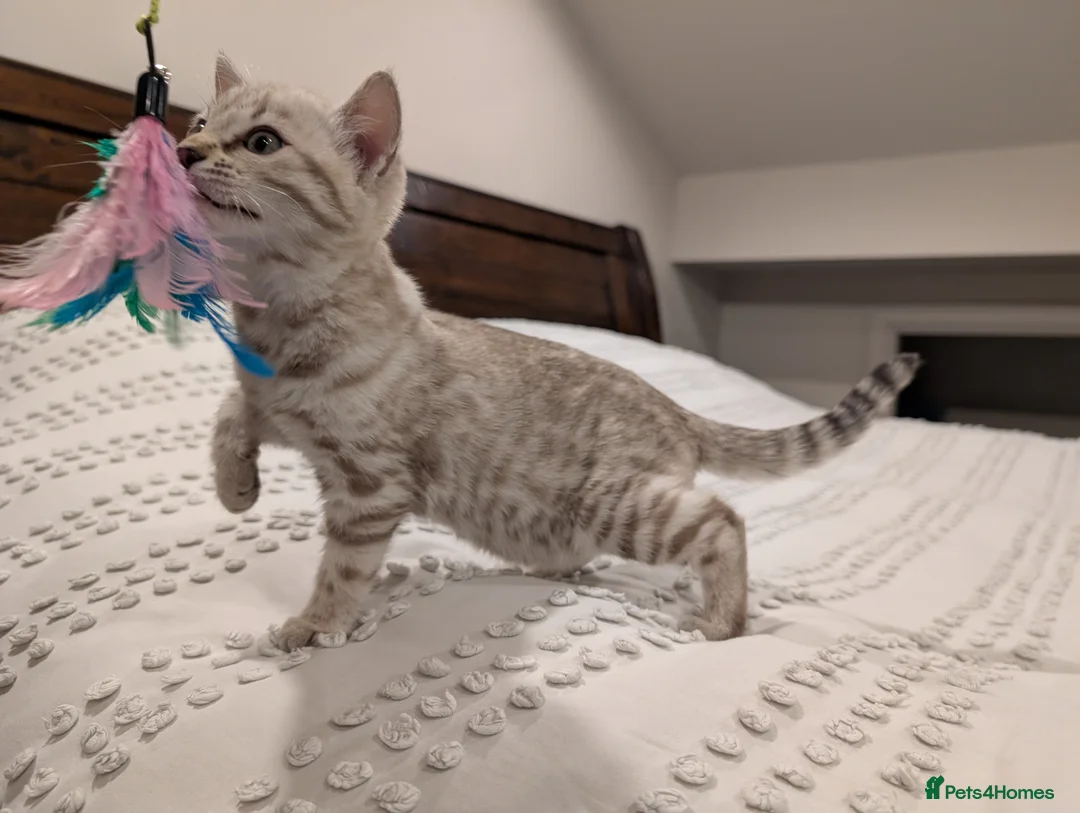 Bengal cats for sale: 🤍🩶 Stunning Snow Bengal Kittens 🩶🤍 - Advert 12