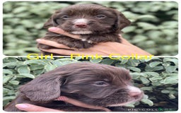 Sprocker dogs for sale: Exceptionally Bred F1 Sprockers from FTCH lines - Image 7