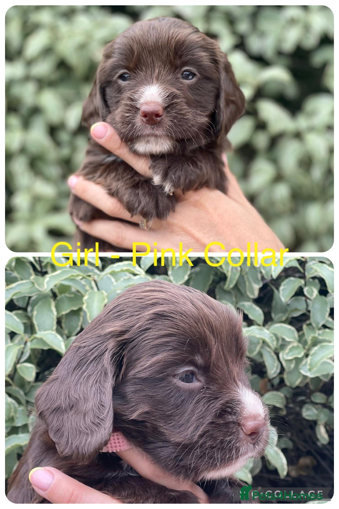 Sprocker dogs for sale: Exceptionally Bred F1 Sprockers from FTCH lines - Image 7