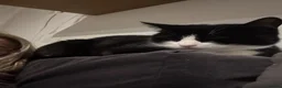 Domestic Shorthair cats for sale: domestic shorthair kittens - Advert 2