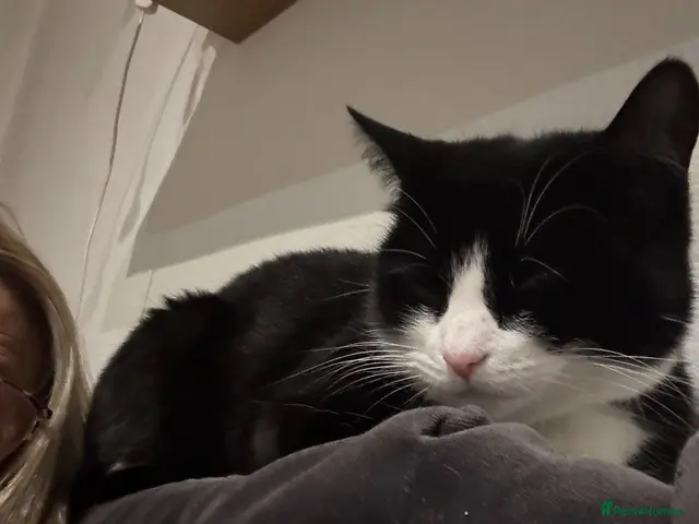 Domestic Shorthair cats for sale: Playful and cute little kitten - Advert 2