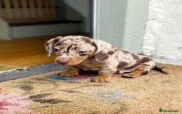 Miniature Dachshund dogs for stud: KC Registered Miniature Smooth Haired Stud - Image 9