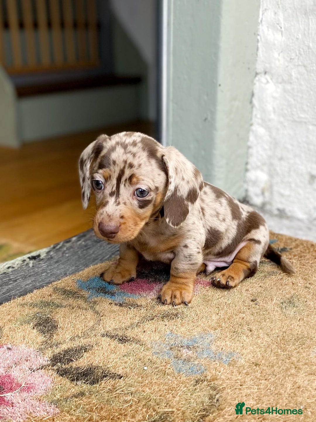 Miniature Dachshund dogs for stud: KC Registered Miniature Smooth Haired Stud - Image 9