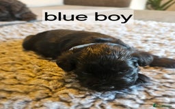 Miniature Schnauzer dogs for sale: Miniature Schnauzer puppies - Image 6