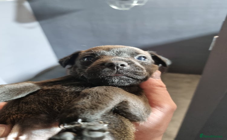 Patterdale Terrier dogs - Advert 2