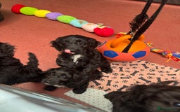 Sproodle dogs for sale: F1 Sproodles for Sale - Image 1