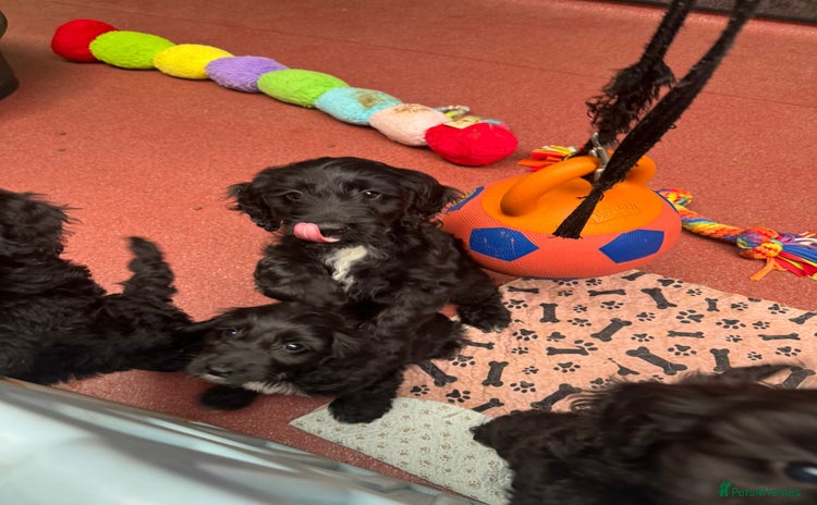 Sproodle dogs - Advert 1