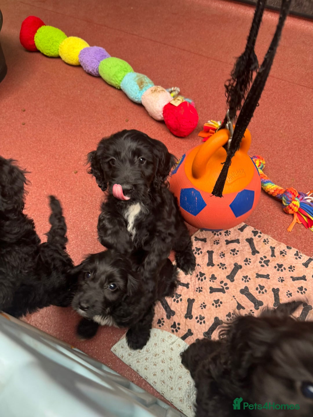 Sproodle dogs for sale: F1 Sproodles for Sale - Image 1