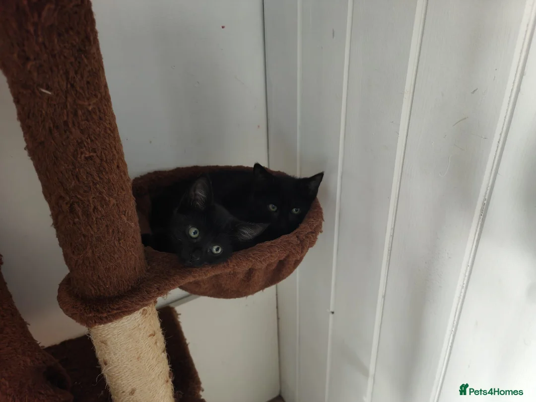 Domestic Shorthair cats for adoption: Summer Kittens in Cheddar - Advert 4