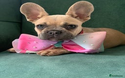 French Bulldog dogs for sale: Family Raised French Bulldog Girls - Image 2