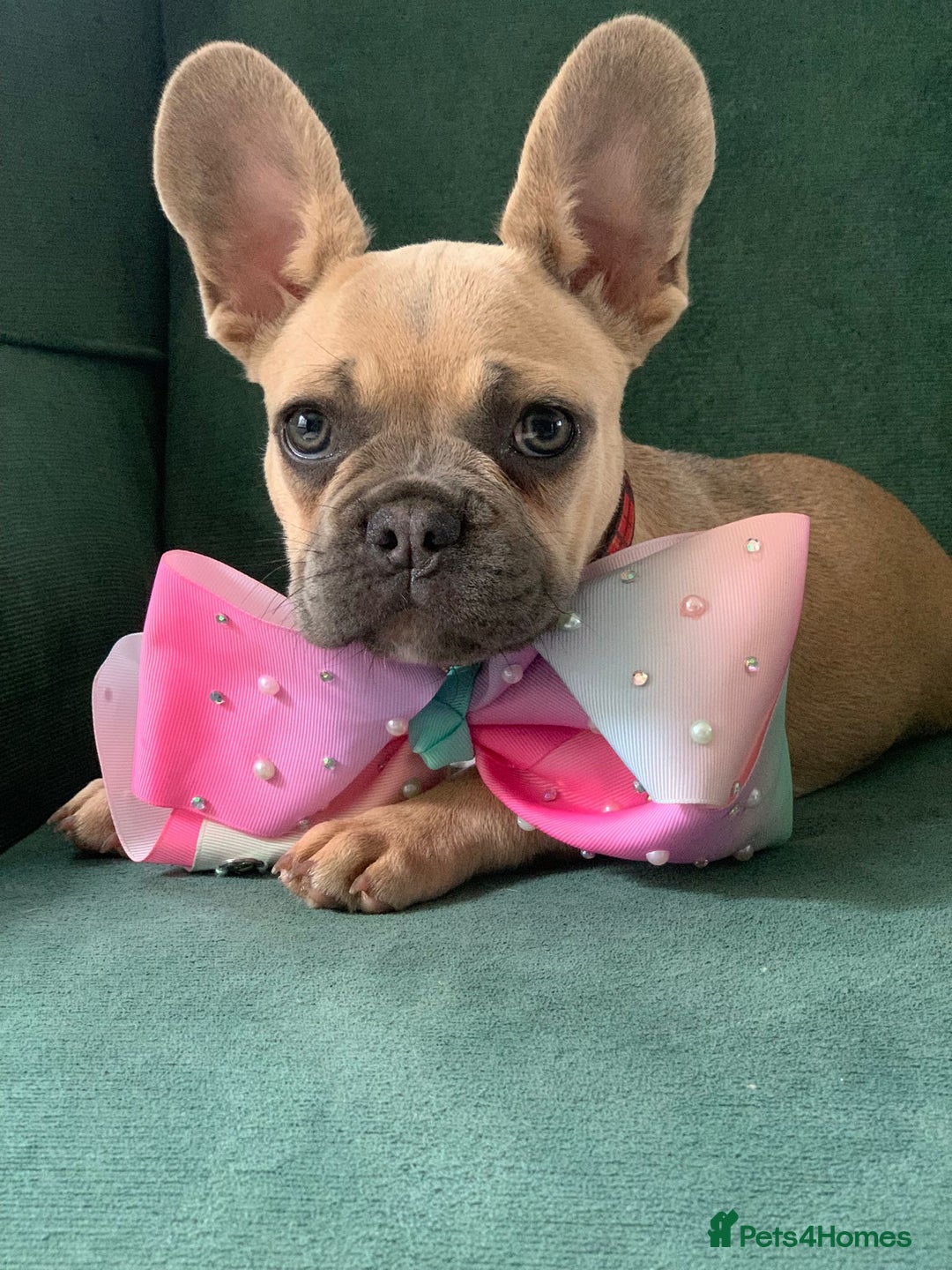 French Bulldog dogs for sale: Family Raised French Bulldog Girls - Image 2