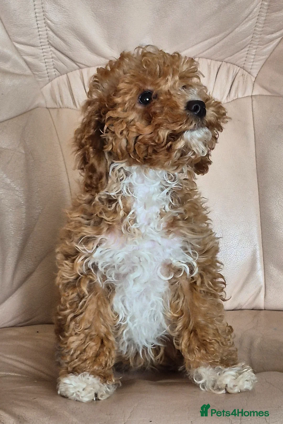 Cavapoo dogs for sale: Beautiful Cavapoo Girl - Advert 4