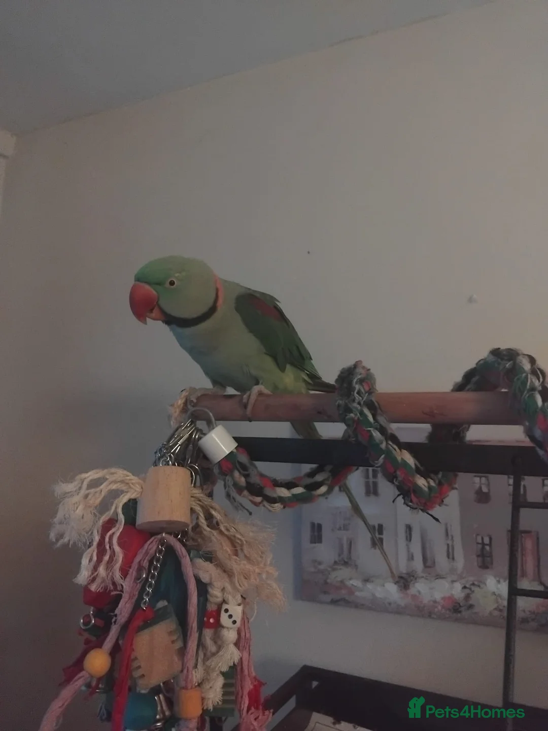 Parrots birds for sale: 2 years, 11 months old male Alexandrine parrot  - Advert 7