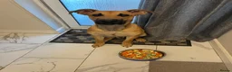 Mixed Breed dogs for sale: Bramley  in Dorking - Advert 4
