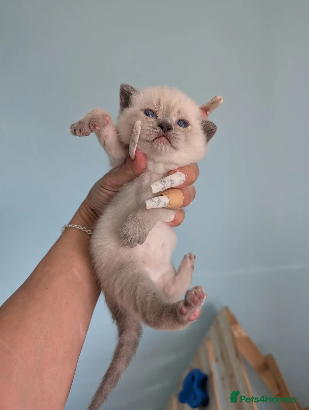 British Shorthair cats for sale: Top Quality British Shorthair Kittens in Stoke-on-Trent - Advert 2