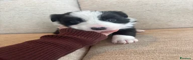Border Collie 1