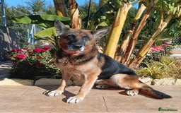 Mixed Breed dogs for adoption: 8 years in chains 😭 🚨 urgent in Hengoed - Image 11