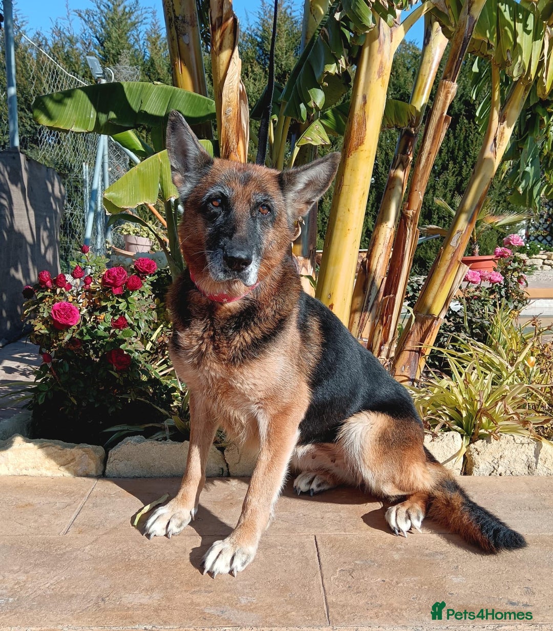 Mixed Breed dogs for adoption: 8 years in chains 😭 🚨 urgent in Hengoed - Image 11