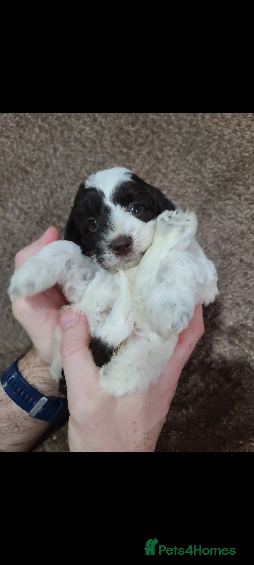 Cavapoo dogs for sale: F1b Cavapoos. Chocolate Parti. HEALTH TESTED - Advert 4