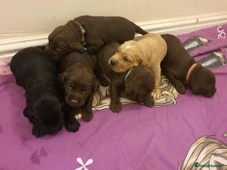 Sprocker dogs - Advert 2