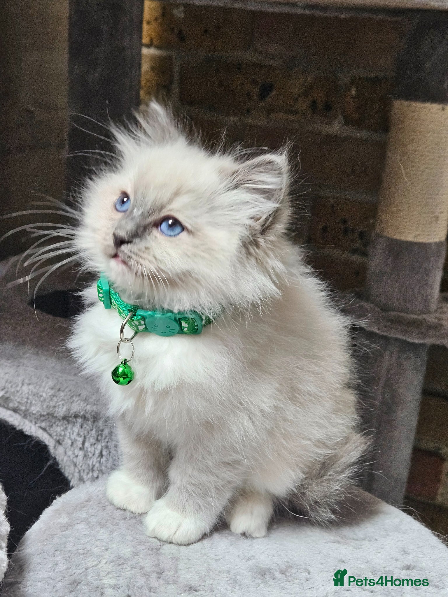 Ragdoll cats Ragdoll Kitten AVAILABLE  - Advert 5