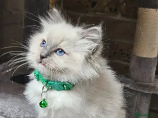 Ragdoll cats Ragdoll Kitten AVAILABLE - Advert 5